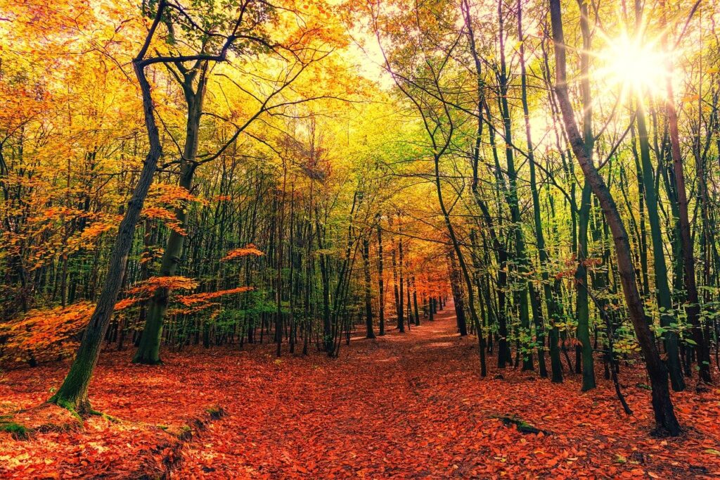 forest, woods, autumn